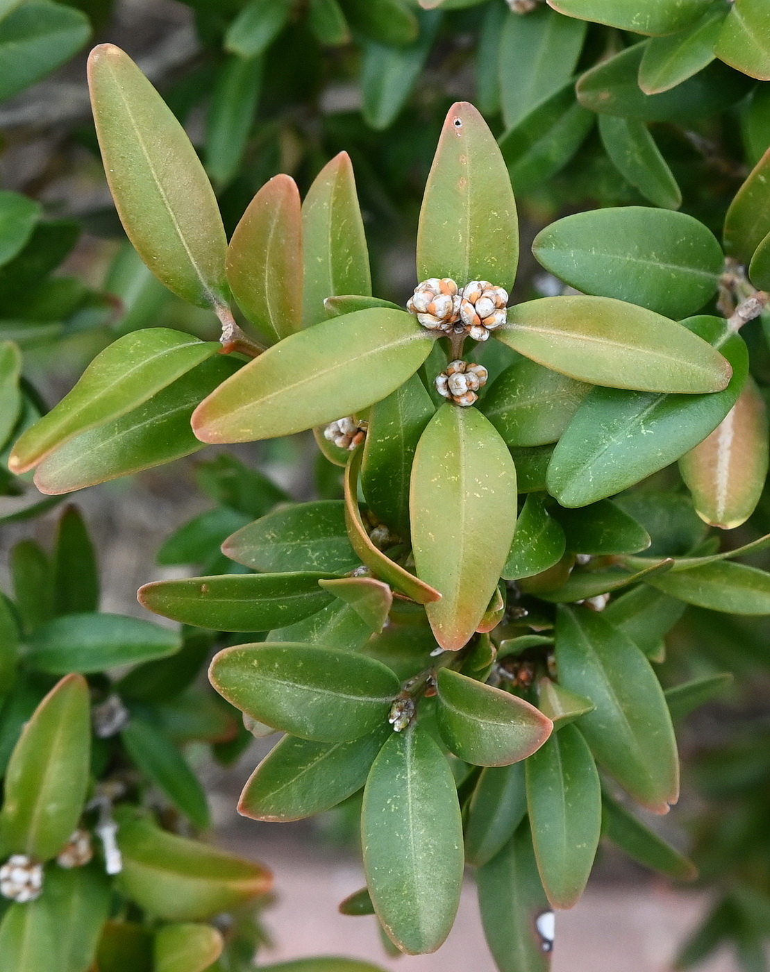 Изображение особи Buxus balearica.