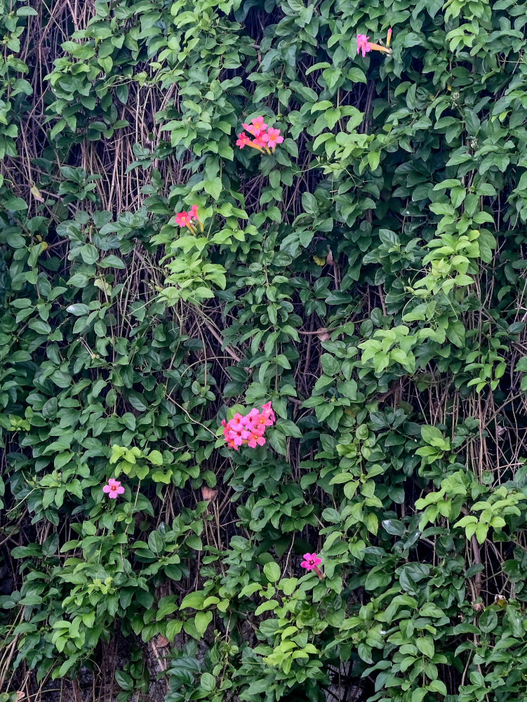 Изображение особи Distictis buccinatoria.