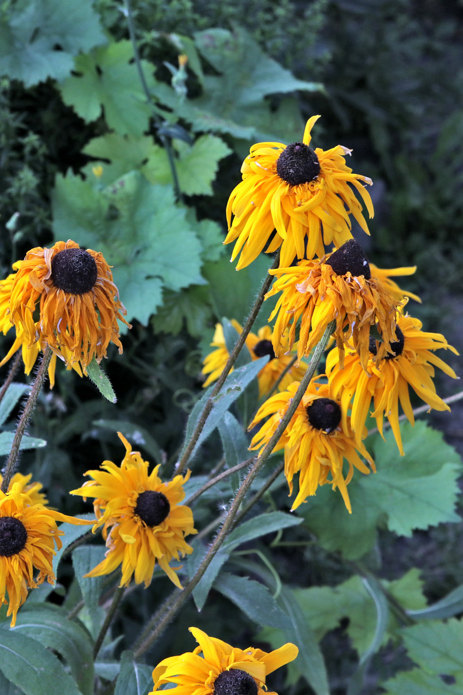 Изображение особи Rudbeckia hirta.