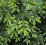 Picea orientalis. Верхушка веточки с молодыми побегами. Абхазия, Гудаутский р-н, Рицинский реликтовый национальный парк, хр. Авадхара, дол. р. Авадхара, хвойно-широколиственный лес. 1600 м н.у.м. 09.06.2025.