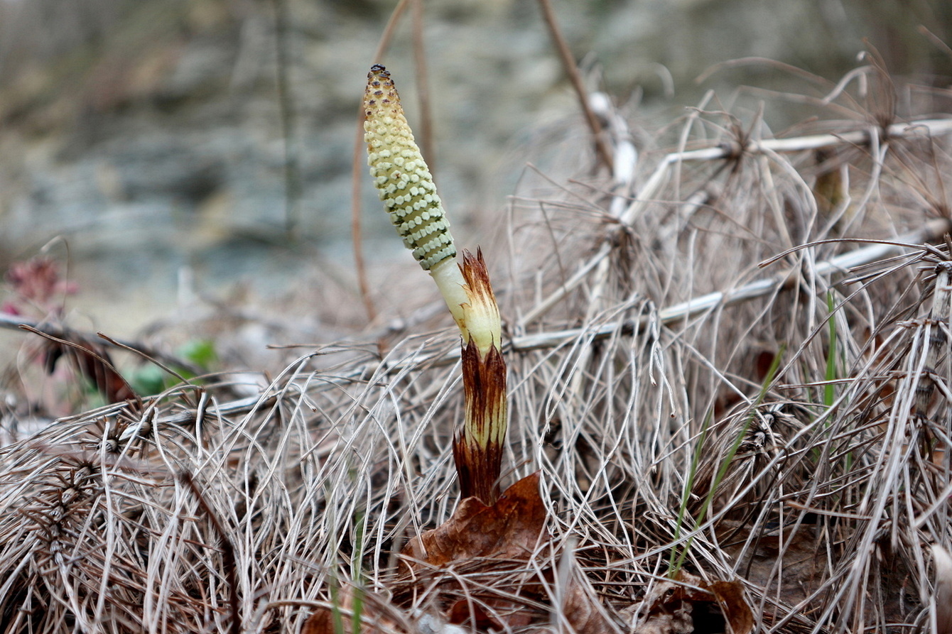 Image of genus Equisetum specimen.
