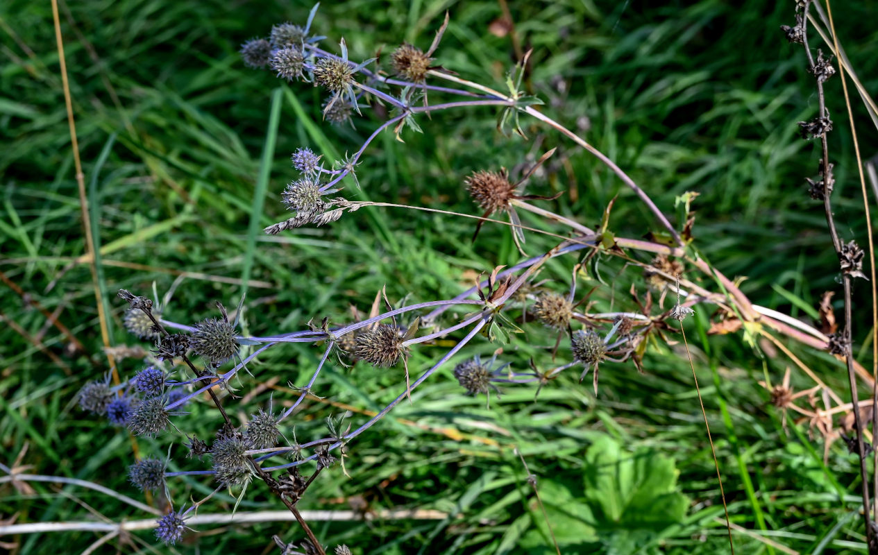 Image of Eryngium planum specimen.