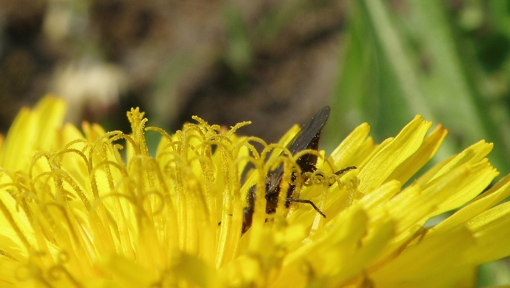 Image of Taraxacum pectinatiforme specimen.