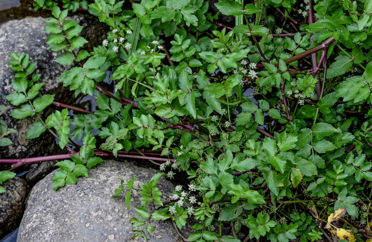 Изображение особи Apium nodiflorum.