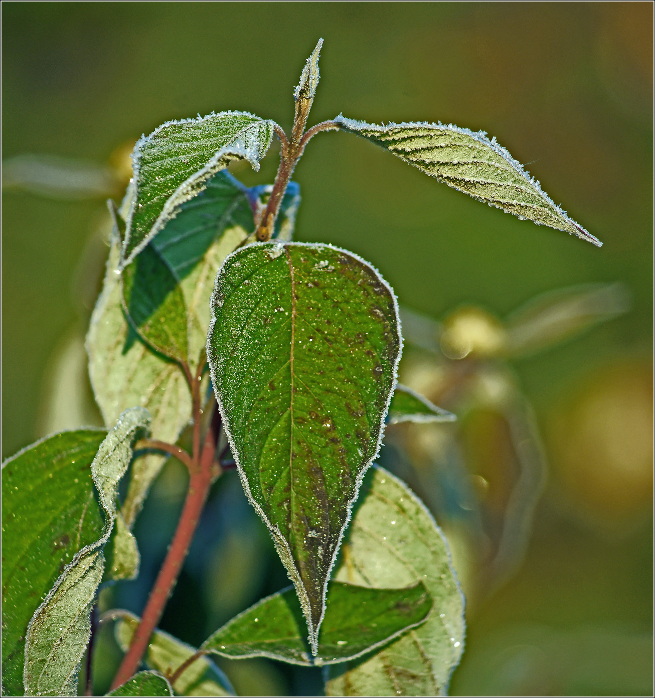 Изображение особи Swida alba.