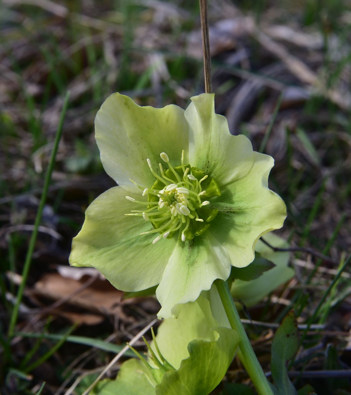 Image of Helleborus caucasicus specimen.