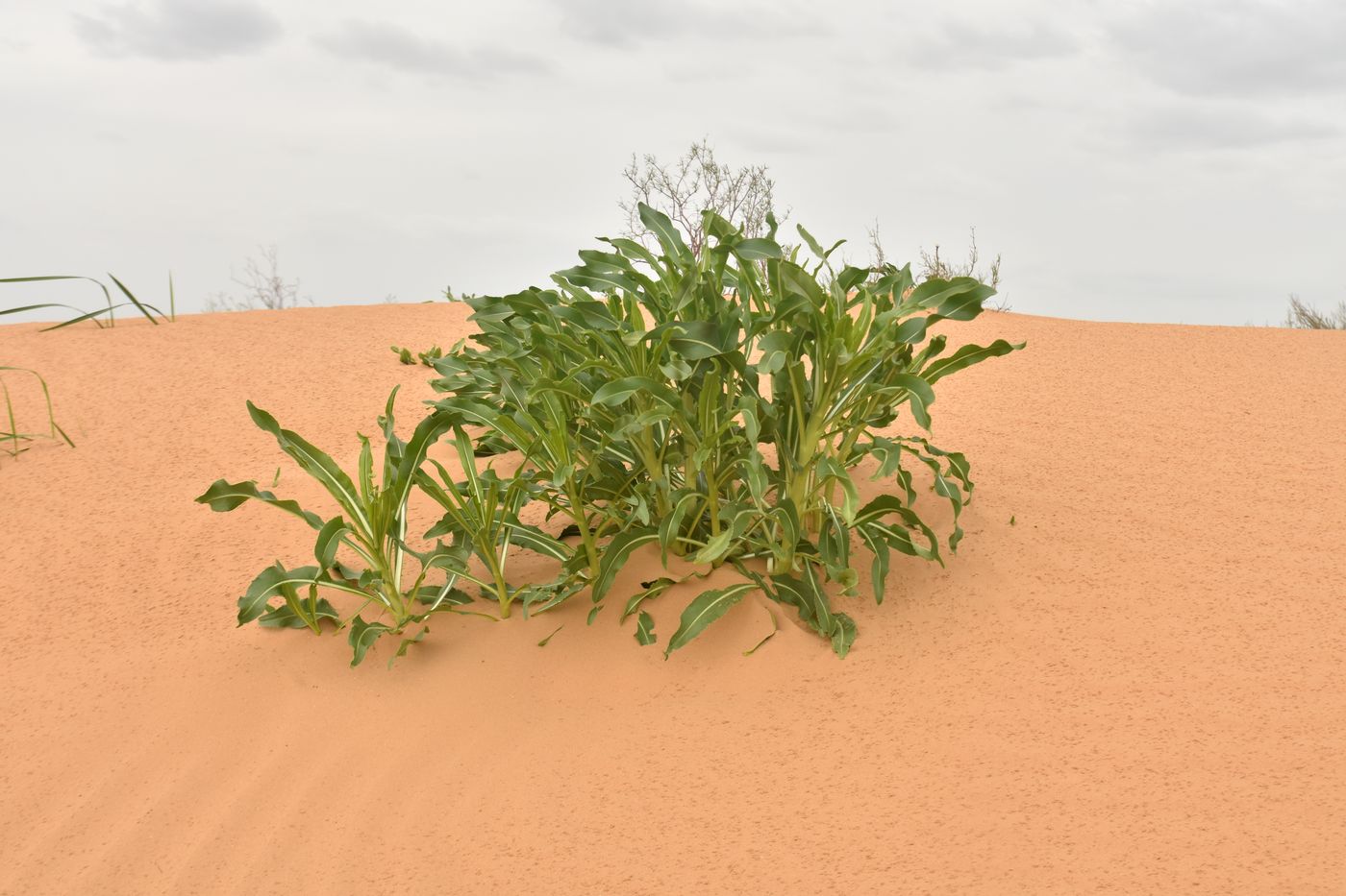 Изображение особи Isatis sabulosa.