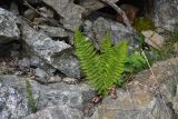 genus Dryopteris