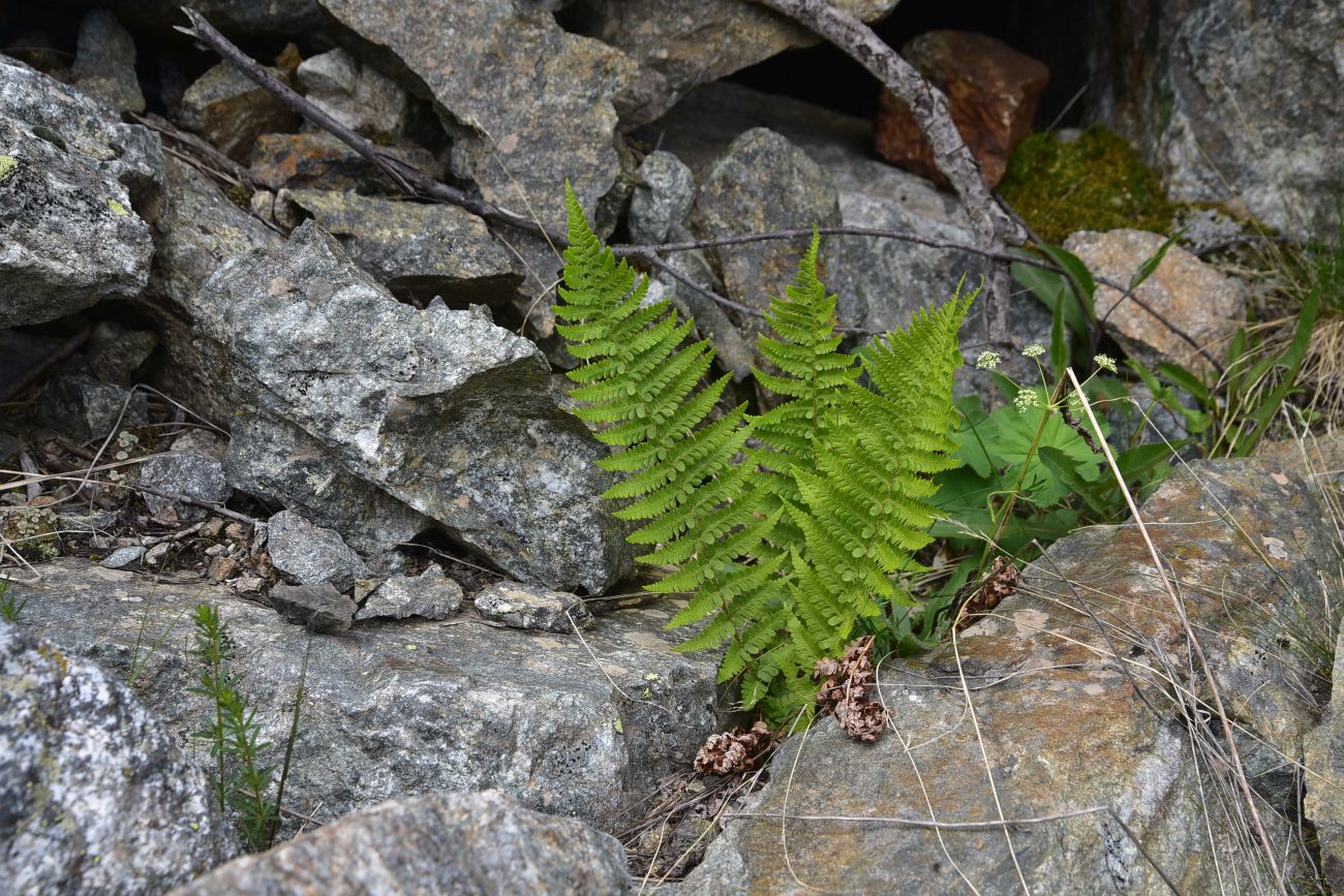 Image of genus Dryopteris specimen.