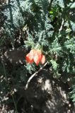 genus Caiophora. Побег с цветком. Перу, регион Арекипа, пров. Кайльома, каньон р. Колка, верхняя часть левого борта каньона. 7 марта 2014 г.