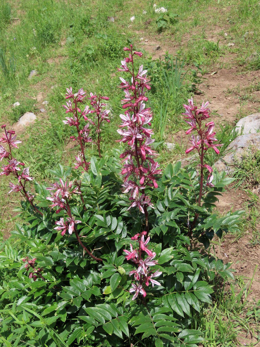 Изображение особи Dictamnus angustifolius.