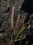 genus Hordeum. Соплодия. Грузия, Тбилиси, северный склон г. Сололаки, горная степь. 5 июня 2026 г.