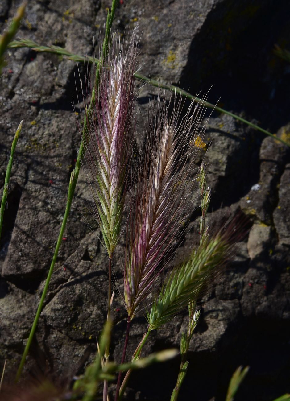 Image of genus Hordeum specimen.