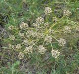Zosima absinthifolia. Плодоносящее растение. Республика Дагестан, Ахтынский р-н, с. Ахты, горный склон. 29.06.2026.