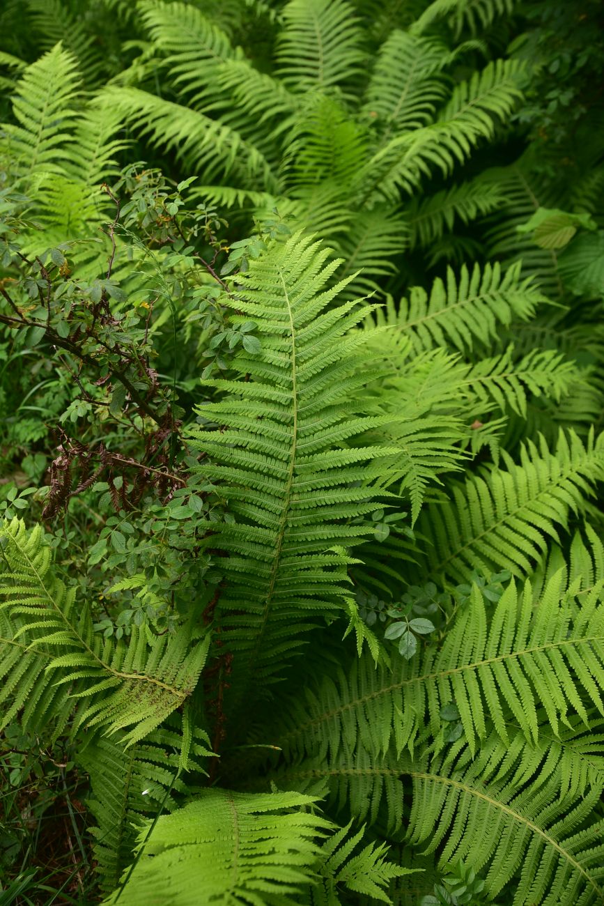 Image of Matteuccia struthiopteris specimen.