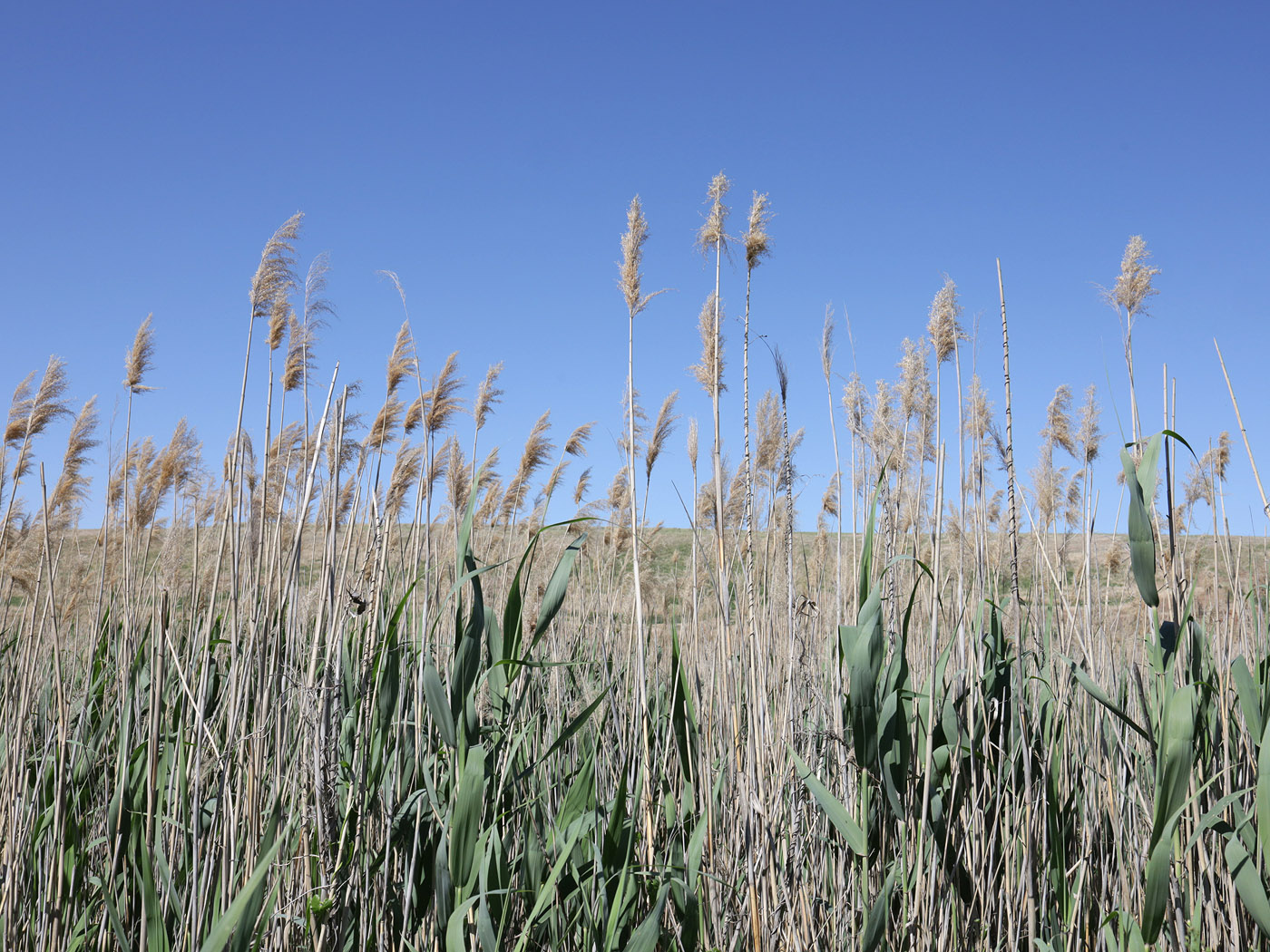 Image of Phragmites altissimus specimen.