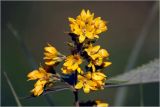Lysimachia vulgaris. Соцветие. Московская обл., Раменский р-н, окр. дер. Хрипань, садовый участок. 05.07.2026.