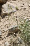 Silene sussamyrica