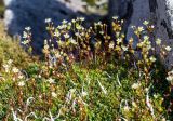 Saxifraga spinulosa. Цветущие растения. Хабаровский край, р-н имени Лазо, массив горы Ко, выс. ≈ 1820 м н.у.м., каменистая осыпь. 02.08.2026.