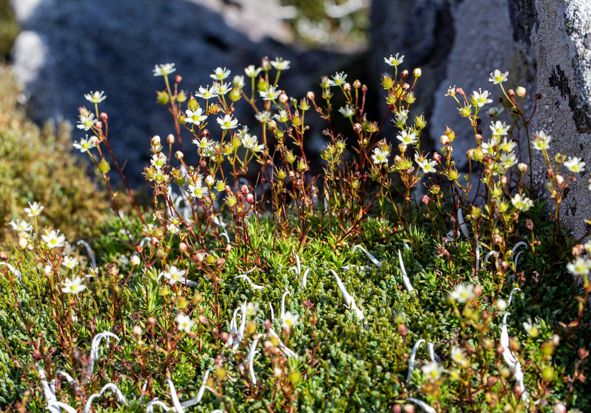 Image of Saxifraga spinulosa specimen.