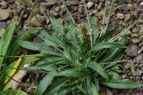 Plantago lanceolata. Цветущее растение. Турция, ил Артвин, у монастыря Парехи, на скальной полке. 12 июня 2026 г.