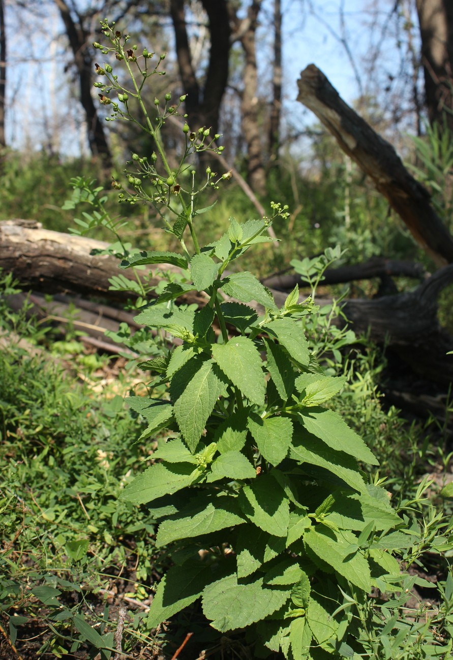 Изображение особи Scrophularia nodosa.