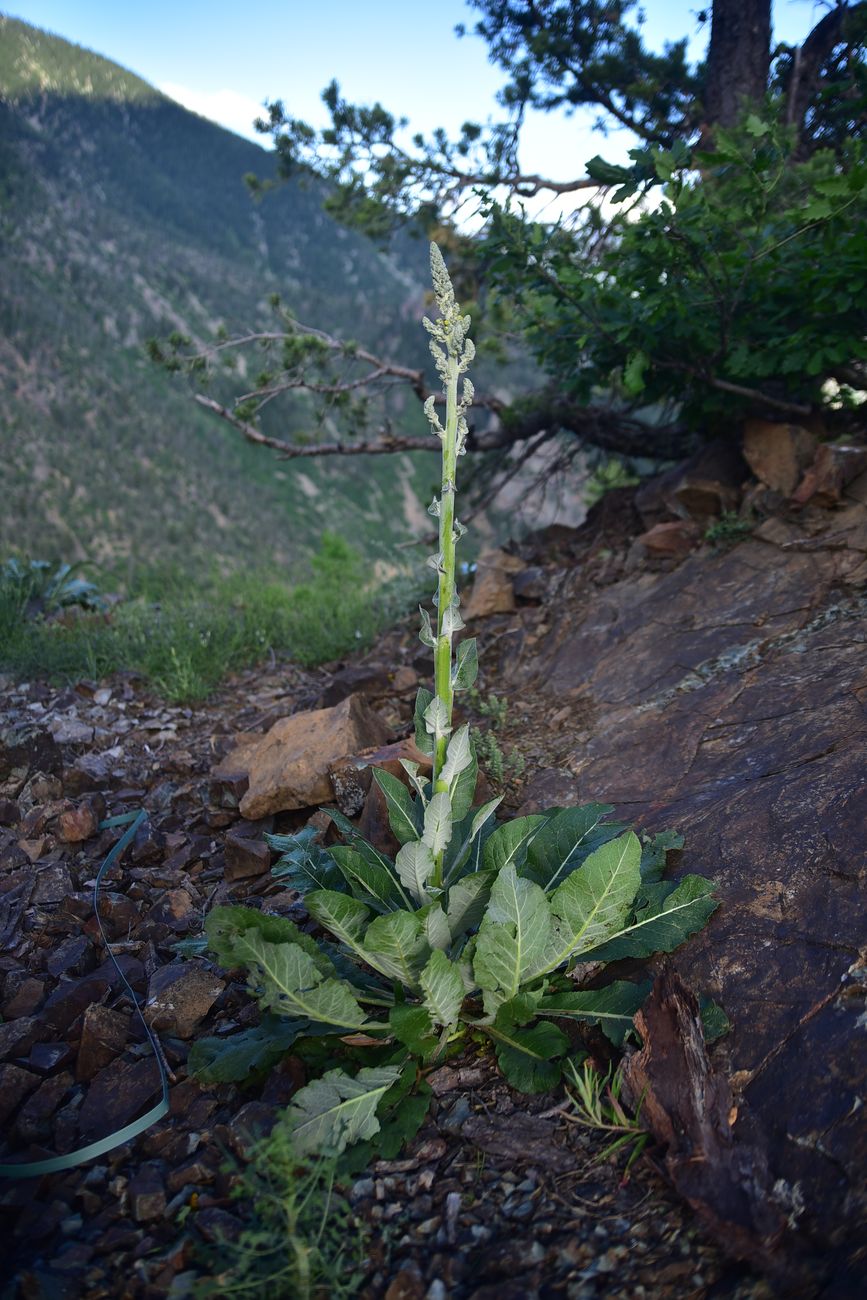 Image of genus Verbascum specimen.