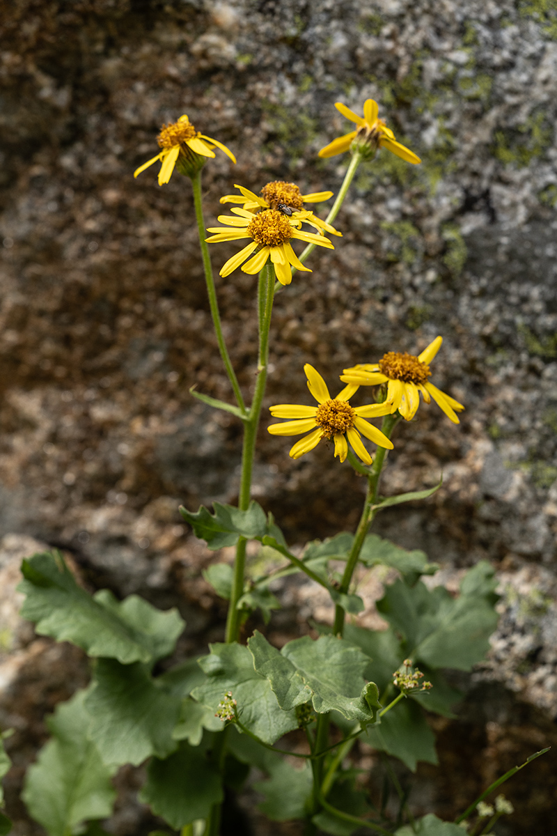 Изображение особи Senecio taraxacifolius.