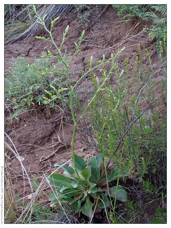 Image of Goniolimon elatum specimen.