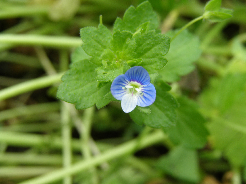 Image of Veronica persica specimen.