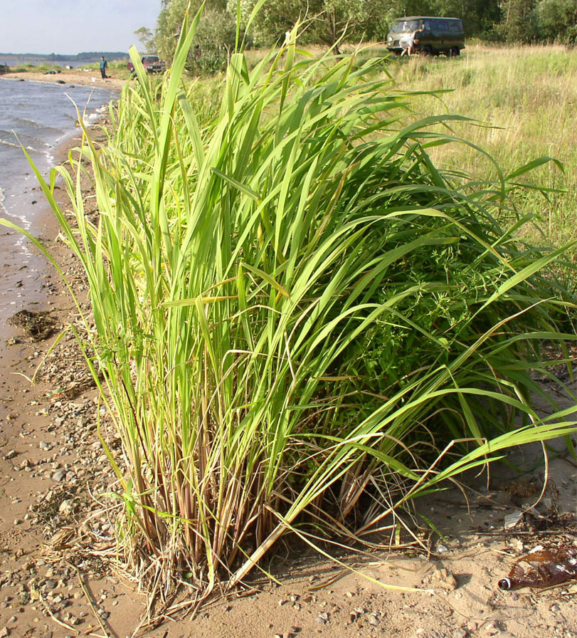 Image of Zizania latifolia specimen.