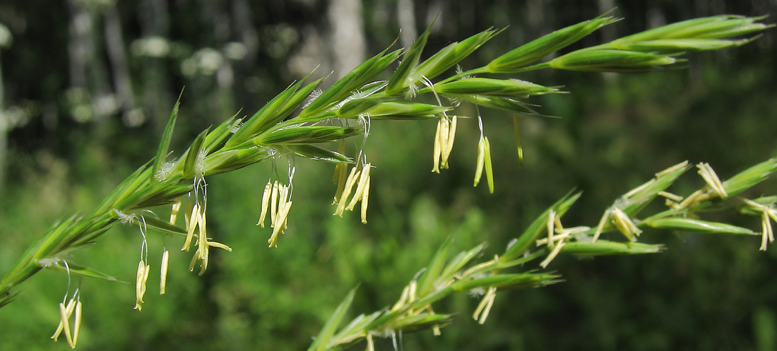 Изображение особи Elytrigia repens.