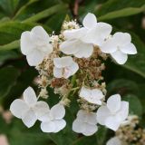 Hydrangea heteromalla