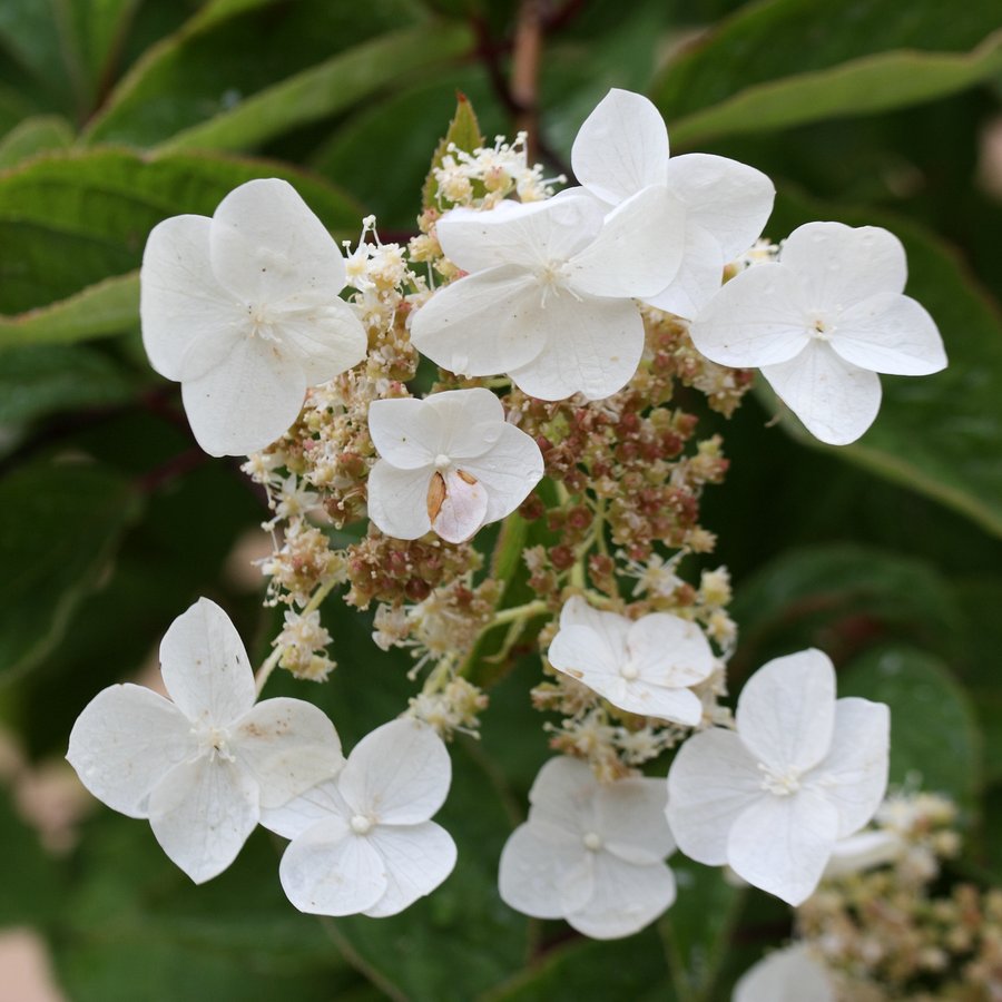 Изображение особи Hydrangea heteromalla.