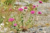 Silene compacta