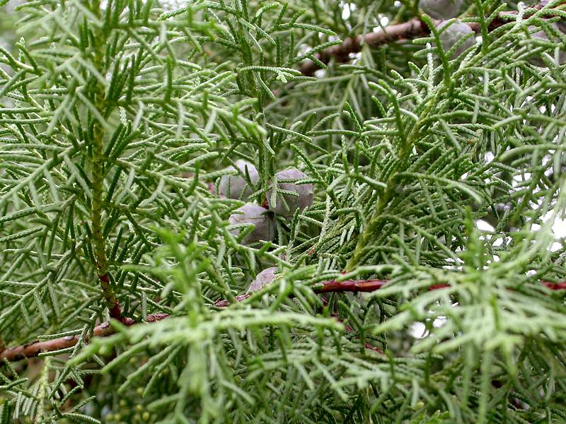 Image of Cupressus sempervirens specimen.