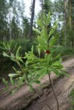 Daphne mezereum. Верхушка плодоносящего растения. Ленинградская обл., Кингисеппский р-н. 30.07.2011.