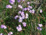 Primula finmarchica