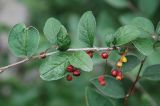 Cotoneaster melanocarpus. Часть ветви с незрелыми плодами. Иркутская обл., озеро Байкал, окр. пос. Листвянка. 27.07.2011.