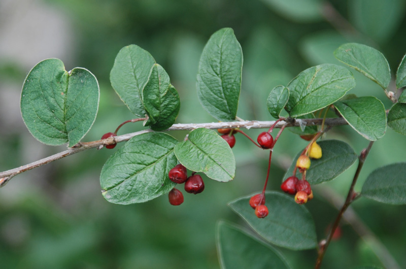Image of Cotoneaster melanocarpus specimen.