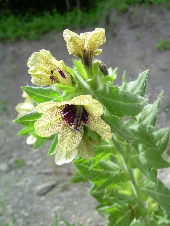 Изображение особи Hyoscyamus niger.