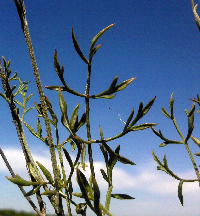 Изображение особи Pimpinella tragium.