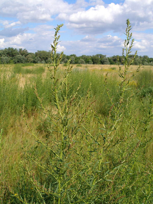 Image of Artemisia dracunculus specimen.