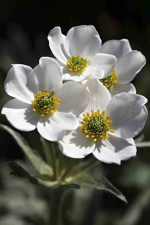 Изображение особи Anemonastrum protractum.