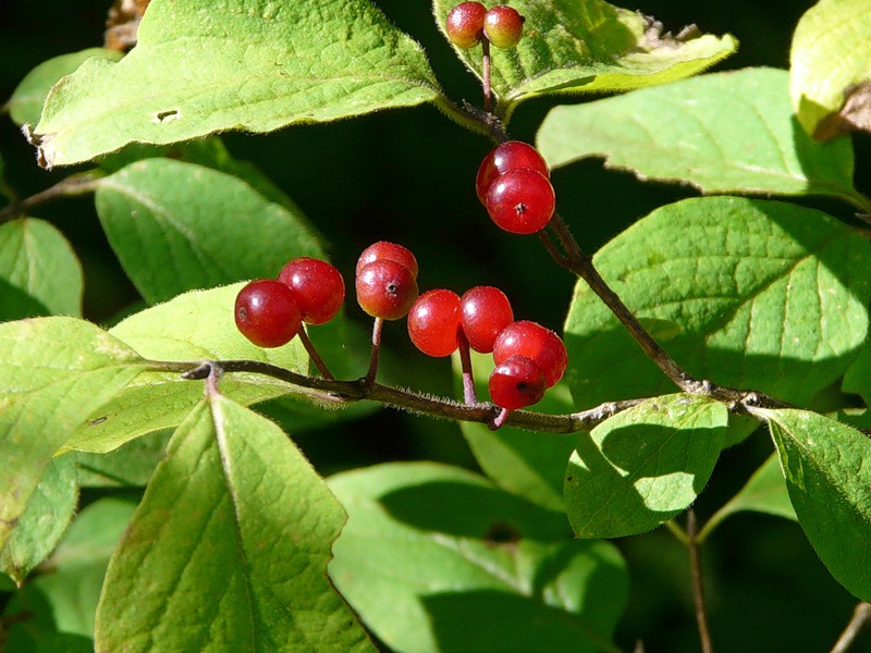 Image of Lonicera xylosteum specimen.