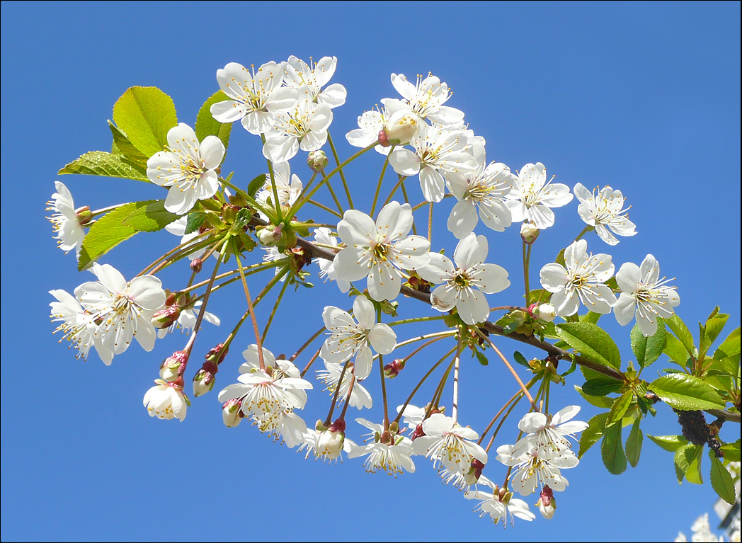 Image of Cerasus fruticosa specimen.