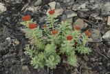 Rhodiola rosea. Плодоносящее растение. Мурманская обл., п-ов Средний, м. Волоковый, побережье. 28.07.2009.