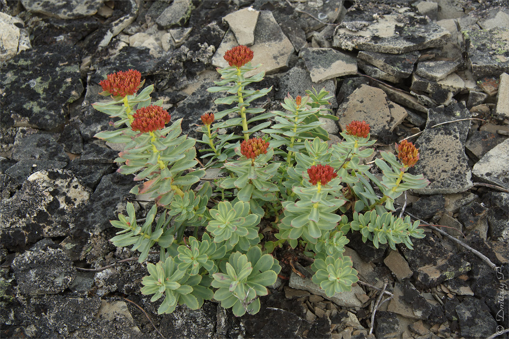 Изображение особи Rhodiola rosea.