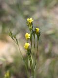 Linum corymbulosum