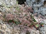 Limonium scoparium